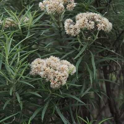 Cassinia longifolia (Shiny Cassinia, Cauliflower Bush) at Conder, ACT - 7 Jan 2024 by MichaelBedingfield