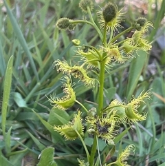 Drosera gunniana (Pale Sundew) at Hall, ACT - 16 Oct 2024 by JaneR