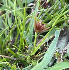 Juncus capitatus (Dwarf Rush) at Hall, ACT - 16 Oct 2024 by JaneR