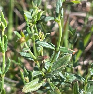 Gonocarpus tetragynus at Hall, ACT - 16 Oct 2024 10:04 AM