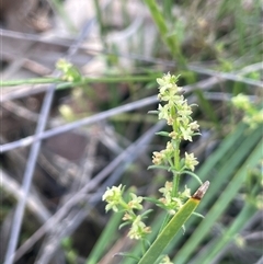 Galium gaudichaudii subsp. gaudichaudii (Rough Bedstraw) at Hall, ACT - 16 Oct 2024 by JaneR