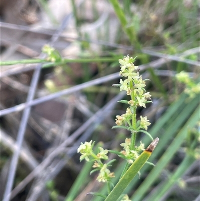 Galium gaudichaudii subsp. gaudichaudii (Rough Bedstraw) at Hall, ACT - 15 Oct 2024 by JaneR