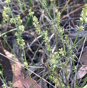 Galium gaudichaudii subsp. gaudichaudii at Hall, ACT - 16 Oct 2024