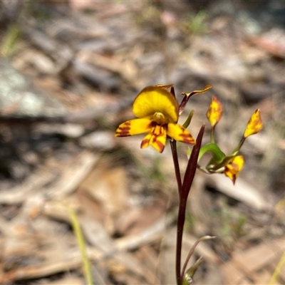 Diuris semilunulata (Late Leopard Orchid) at Fadden, ACT - 16 Oct 2024 by Shazw