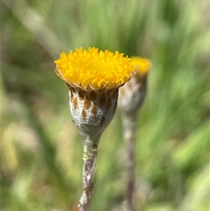 Leptorhynchos squamatus at Hall, ACT - 16 Oct 2024