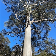 Eucalyptus cypellocarpa at Narooma, NSW - 17 Oct 2024 by RoseWood