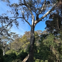 Eucalyptus bosistoana at Narooma, NSW - 16 Oct 2024 by RoseWood