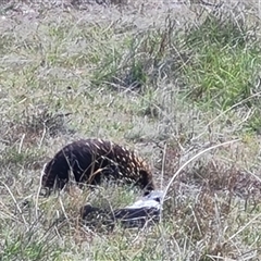 Tachyglossus aculeatus at Fadden, ACT - 16 Oct 2024