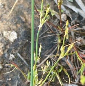 Juncus subsecundus at Hall, ACT - 16 Oct 2024