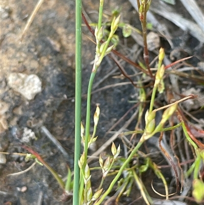 Juncus subsecundus (Finger Rush) at Hall, ACT - 16 Oct 2024 by JaneR