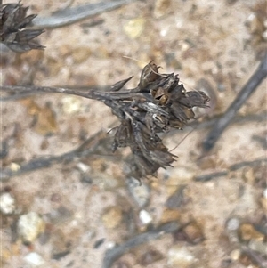 Juncus subsecundus at Hall, ACT - 16 Oct 2024 12:24 PM