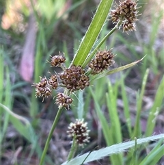 Luzula meridionalis (Common Woodrush) at Hall, ACT - 15 Oct 2024 by JaneR