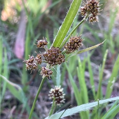 Luzula meridionalis (Common Woodrush) at Hall, ACT - 16 Oct 2024 by JaneR