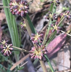 Lomandra multiflora (Many-flowered Matrush) at Hall, ACT - 16 Oct 2024 by JaneR