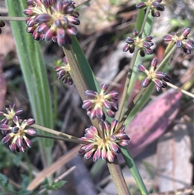 Lomandra multiflora (Many-flowered Matrush) at Hall, ACT - 16 Oct 2024 by JaneR