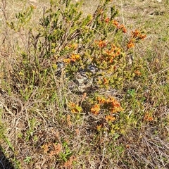 Pultenaea procumbens (Bush Pea) at Torrens, ACT - 16 Oct 2024 by LPadg