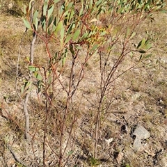 Acacia penninervis var. penninervis (Hickory Wattle) at Torrens, ACT - 16 Oct 2024 by LPadg