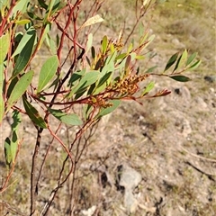 Acacia penninervis var. penninervis at Torrens, ACT - 17 Oct 2024