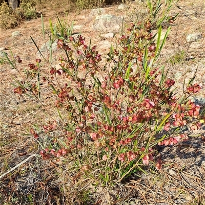 Dodonaea viscosa (Hop Bush) at Torrens, ACT - 17 Oct 2024 by LPadg