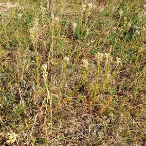 Stackhousia monogyna at Torrens, ACT - 17 Oct 2024