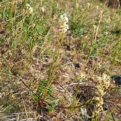 Stackhousia monogyna at Torrens, ACT - 17 Oct 2024 07:51 AM