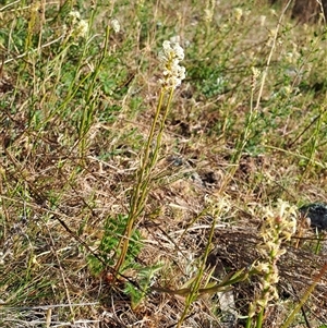 Stackhousia monogyna at Torrens, ACT - 17 Oct 2024