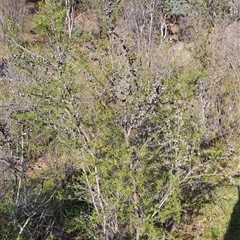 Leptospermum continentale (Prickly Teatree) at Torrens, ACT - 16 Oct 2024 by LPadg