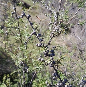 Leptospermum continentale at Torrens, ACT - 17 Oct 2024