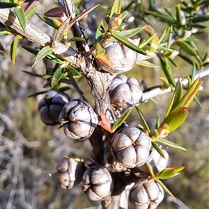 Leptospermum continentale at Torrens, ACT - 17 Oct 2024