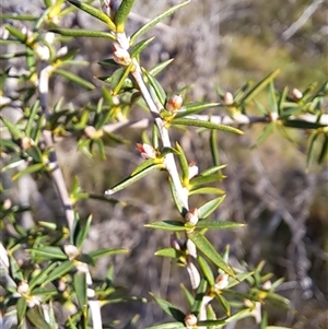 Leptospermum continentale at Torrens, ACT - 17 Oct 2024 07:44 AM