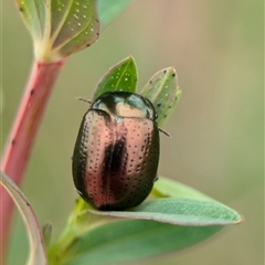 Chrysolina quadrigemina (Greater St Johns Wort beetle) at Holder, ACT - 14 Oct 2024 by Miranda