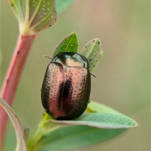 Chrysolina quadrigemina at Holder, ACT - 14 Oct 2024