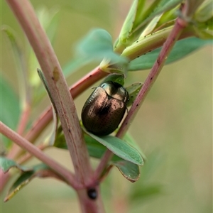 Chrysolina quadrigemina at Holder, ACT - 14 Oct 2024