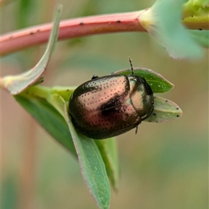 Chrysolina quadrigemina at Holder, ACT - 14 Oct 2024