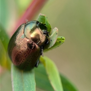 Chrysolina quadrigemina at Holder, ACT - 14 Oct 2024