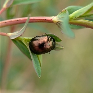 Chrysolina quadrigemina at Holder, ACT - 14 Oct 2024