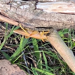 Gryllacrididae (family) (Wood, Raspy or Leaf Rolling Cricket) at Kangaroo Valley, NSW - 16 Oct 2024 by lbradley