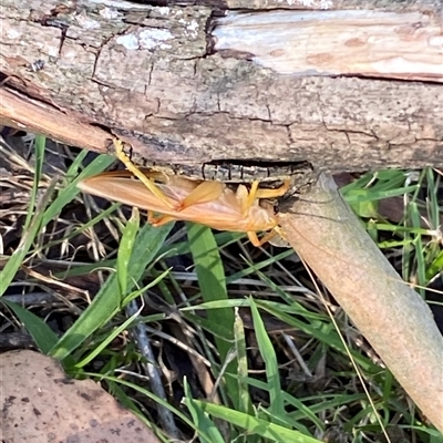 Gryllacrididae (family) (Wood, Raspy or Leaf Rolling Cricket) at Kangaroo Valley, NSW - 16 Oct 2024 by lbradley