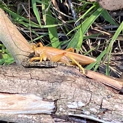 Gryllacrididae (family) at Kangaroo Valley, NSW - suppressed