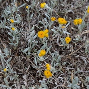 Chrysocephalum apiculatum at Holder, ACT - 14 Oct 2024