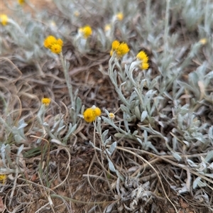 Chrysocephalum apiculatum at Holder, ACT - 14 Oct 2024