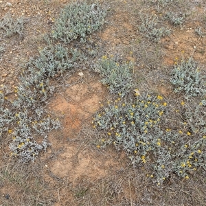 Chrysocephalum apiculatum at Holder, ACT - 14 Oct 2024