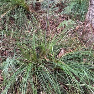 Xanthorrhoea sp. at Lorne, NSW by Butlinz