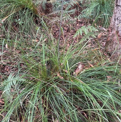 Xanthorrhoea macronema at Lorne, NSW - 16 Oct 2024 by Butlinz