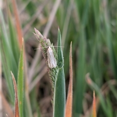 Philobota agnesella (A concealer moth) at Lawson, ACT - 16 Oct 2024 by mroseby