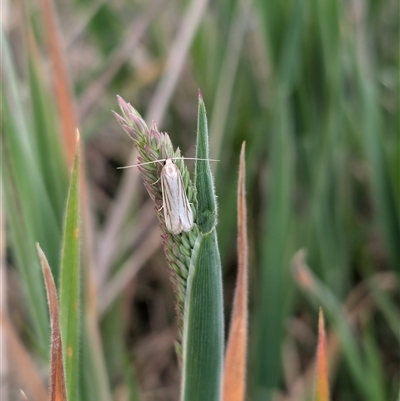 Philobota agnesella (A concealer moth) at Lawson, ACT - 16 Oct 2024 by mroseby