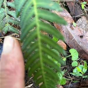 Blechnum neohollandicum at Lorne, NSW - 17 Oct 2024 10:34 AM