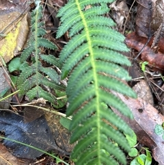 Blechnum neohollandicum at Lorne, NSW - 17 Oct 2024 10:34 AM