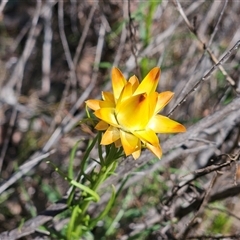 Xerochrysum viscosum (Sticky Everlasting) at Hawker, ACT - 16 Oct 2024 by sangio7