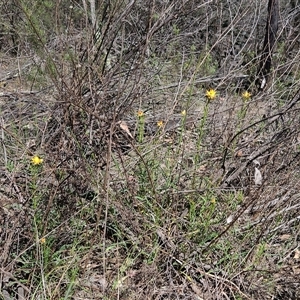 Xerochrysum viscosum at Hawker, ACT - 16 Oct 2024